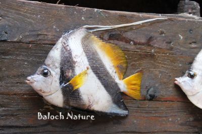  Longfin pennantfish
ُPatti wala Jolaibi
پٹی والا جلیبی
پٹی والا جلیبی ماھیگ یک کسانین او نازُرکیں سیاہ اسپیتیں پٹی ، او دُمب زرد رنگ انت۔ اشیے کد دوازدہ انچ بیت ۔ اے باز ڈولدار او کسانیں سُنٹ تسک انت ۔
