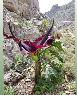 Dracunculus vulgaris
peel gosh
پیل گوش
پیل گوش چونائیا فارسی زبان اشیے نام انت اے یوروپ ءُ امریکا یک زاتے پُل ء کہ اے پُل گوشت ء بوہ کنت ۔ بلے اے ایشیا ہم است انت ۔ اے پُل ء پشت ندارگ چے مالوم بیت کہ اے اکس بلوچستان کوھاں چہ کش اگ بوتگ ۔ 
