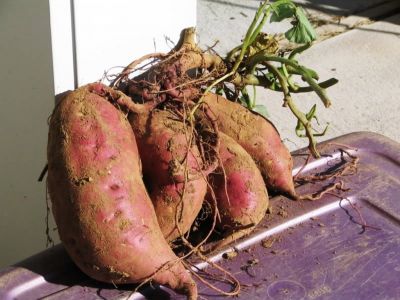 Sweet Potato (ipomoea batatas)
Pendaal
پنڈال
پنڈال یک ولّ ء کہ اشیا ڈگارانی بنداں کش انت - اے سُہر گونگیں زنڈیں ہُنڈال ء زمین ء چیر ا پر کنت - پنڈال بلوچستان ء کش انت - بلوچستان ء نیادیاں پنڈال ء لوٹ و طلب است - پنڈال ء براں زور انت گوں آپ لہڑ دیینت - پدا رندا نند انت او پنڈال ء ورانت کہ باز تامدار انت -۔


