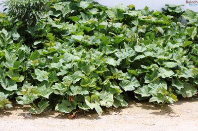 Sweet Potato
Pendaal
پنڈال
پنڈال یک ولّ ء کہ اشیا ڈگارانی بنداں کش انت - اے سُہر گونگیں زنڈیں ہُنڈال ء زمین ء چیر ا پر کنت - پنڈال بلوچستان ء کش انت -  بلوچستان ء نیادیاں پنڈال ء لوٹ و طلب است

