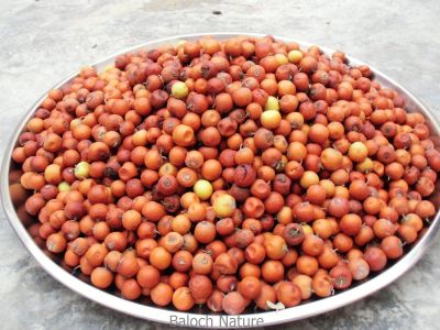 Zizyphus
پنسیں کُنر
Pens Konar
پنس کنر ءِ یک زات ءِ کہ گیشتر کوہ ءُ ڈرّان رود ایت۔ اے باز کنتگی  بیت ءُ سرا سِر کپگ نہ بیت ۔ اے مدام بُنژءَ بُنژ انت ۔ اے گیشتر اکتوبر تاں جنوری بر کنت اشیے دانگ کسان انت بلے وشیں بوہ کن انت ءُ شیرکن انت ، ءُ گڈگ ہم مزن انت ۔ وھدے زمانگ ءُ مردمان پنسیں کنر چُپتگ ءُ دوگیں شیر مان کتگ انت کہ ایشانی تام باز وش بوتگ انت ، بلوچستان ءَ مرچی ہم باز مردم کنرے چنگ ءَ ڈل ءَ روانت ۔
