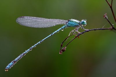 Damselfly
بارگیں پرک
Bargin perrik
بارگیں پرک چونایا پرکے زات ءُ نسب انت ۔ بلے اے چرایا بارگ تر انت ۔ اے بلوچستان باز کم انت ۔ بلے اے است ءُ موجود انت ۔ 
