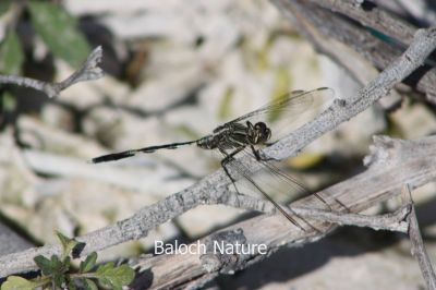 Slender Skimmer (Orthetrum sabina)
Perrik
پرّک
پرّک بلوچستان ء است بلے چُنت زات او چنت رنگ انت اے باز گرانیں گپ ء دگہ ملکاں پرّک او مُلاھُکانی زات او زُریات نام گشینتگ انت - بلے بلوچستان ء تنیگا چُشیں آسرات نیست کہ اے تک ء ھیال گور کنگ بہ بیت ۔ کسانیں زھگانی دلچسپی واستہ اگاں مارا گیشتر پرّک او مُلاھُک دست بہ کپیت گڈا ما نام ء ہم پر کنیں ۔ پرّک ء سرا دو گپ یا دو بتل است چوش کہ؛
مدگ ء نشانی پرّک انت ۔ 
بگر ڈے پرّکا ۔ ۔ ۔ ۔ ۔ ۔ ۔ ۔
