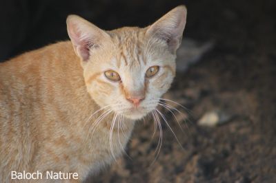 Cat
پیشی
Peshi
پیشی کسانیں ساہدار ات ۔ اے چوش کہ انسان دوست ات چمیشکا انساناں چہ دور نہ بیت بزاں لوگاں آباد بیت۔ اے یشی ءَ اگاں ما شرّ بچاریں گڈا مارا سما بیت کہ انسانانی وڈا ساہدار ہم چہ موُسما اسر زور انت، ایشے چمّان چہ دپ ءُ لونٹاں چہ پدّر بیت کہ اے چو انگریزانی وڈا سُہر انت، اے پیشی پیر انت ادا من ءَ اکس کشگ ءَ موہ داتگ۔ 
