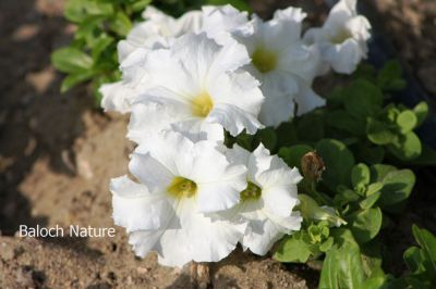 Petunia
Batonia
بتونیا
بتونیا بُن اسلا چہ زرباری امریکہ ء پُل ء بلے مرچی باندا پورئیں دگنیا بتونیا کش انت - باز رنگے پُل پر کنت - چونایا چہ سیادی  گوں تمباک ء کنت - او فرنسی زبان پیٹون تمباک ء گوش انت - باز ڈولداریں پُل ء کمّک وھدے درگتا پُل آرگ بندات کنت -۔
