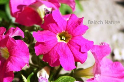 Petunia
Batonia
بتونیا
بتونیا بُن اسلا چہ زرباری امریکہ ء پُل ء بلے مرچی باندا پورئیں دگنیا بتونیا کش انت - باز رنگے پُل پر کنت - چونایا چہ سیادی  گوں تمباک ء کنت - او فرنسی زبان پیٹون تمباک ء گوش انت - باز ڈولداریں پُل ء کمّک وھدے درگتا پُل آرگ بندات کنت -۔
