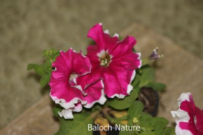 Petunia
Batonia
بتونیا
بتونیا بُن اسلا چہ زرباری امریکہ ء پُل ء بلے مرچی باندا پورئیں دگنیا بتونیا کش انت - باز رنگے پُل پر کنت - چونایا چہ سیادی  گوں تمباک ء کنت - او فرنسی زبان پیٹون تمباک ء گوش انت - باز ڈولداریں پُل ء کمّک وھدے درگتا پُل آرگ بندات کنت -۔
