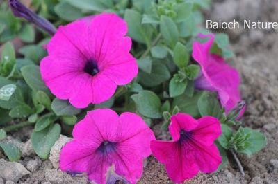 Petunia
Batonia
بتونیا
بتونیا بُن اسلا چہ زرباری امریکہ ء پُل ء بلے مرچی باندا پورئیں دگنیا بتونیا کش انت - باز رنگے پُل پر کنت - چونایا چہ سیادی  گوں تمباک ء کنت - او فرنسی زبان پیٹون تمباک ء گوش انت - باز ڈولداریں پُل ء کمّک وھدے درگتا پُل آرگ بندات کنت -۔
