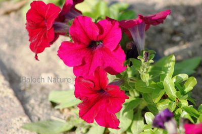 ُPetunia
Batonia
بتونیا
بتونیا بُن اسلا چہ زرباری امریکہ ء پُل ء بلے مرچی باندا پورئیں دگنیا بتونیا کش انت - باز رنگے پُل پر کنت - چونایا چہ سیادی  گوں تمباک ء کنت - او فرنسی زبان پیٹون تمباک ء گوش انت - باز ڈولداریں پُل ء کمّک وھدے درگتا پُل آرگ بندات کنت -۔
