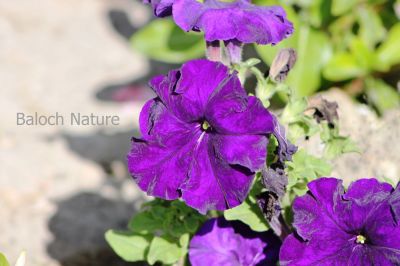 Petunia
Batonia
بتونیا
بتونیا بُن اسلا چہ زرباری امریکہ ء پُل ء بلے مرچی باندا پورئیں دگنیا بتونیا کش انت - باز رنگے پُل پر کنت - چونایا چہ سیادی  گوں تمباک ء کنت - او فرنسی زبان پیٹون تمباک ء گوش انت - باز ڈولداریں پُل ء کمّک وھدے درگتا پُل آرگ بندات کنت -۔

