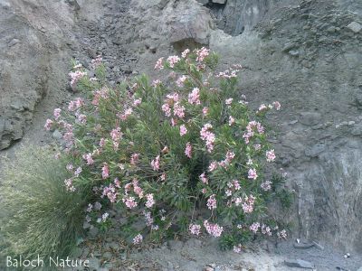 Nerium Oleander
جور
Jor
جُور یک ڈولداریں پُل ء - بلوچستان ء گیشتریں کُوہ اُو دمگاں رُودیت - جور ہم ء وڑا ڈولدار انت ، ہمے وڑا کُچّلا زھر انت - دلوت جورے تاکاں بوہ چن انت بلے تاکاں نہ چرانت -۔
