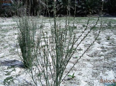 Onionweed (Asphodelus fistulosus)
پیملوُ
پیملوُ پیمازے وڑیں بلے بارگ تریں تاک پر کنت - بہارگاہ ء دریچا کشارانی تہا، میدان او جنگل ء رودیت - وھدے کسان بیت اشیا دلوت چرنت او مردُم کاہُک جوُڈ کن انت - مزن بیت گدا ہمُک بُن دہ تاں بیست کیرینگ پرکنت کسانیں اسپیتین او سُہریں لکیریں پُل ء پر کنت کہ باز ڈولدار بیت - اپریل ء زرد ترّاں بیت گُڈا دانگے ھُشک بیت تُوم ء رچنت تو اے درگتا درُچک، شاتُل اوُ کپوت دانانی چناگ او ورگ ء پیملوانی توک ء رم رما نندانت او بلوچ شکار کن انت- انچو مالوم بیت کہ پیملو شکارجاہ جوڑ بیت
