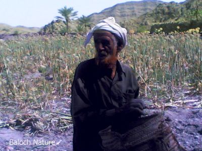 Baloch and onion farm
پیماز ءٰ ڈگار
Baloch o pimaz e dagaar
بلوچ دحکان انت کہ پیماز جاڈی انت  ءُ وتی پیماز ے چن ءُ  لانج ء انت ۔ 
