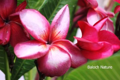 Pink Frangipani
Prangipani gulabi
پرنگی پانی گُلابی

اے میان قد ء درچکے کہ اسپیتیں او سُہریں گُلابی پُل پر کنت - مرچی باندا بلوچستان ء کم کمے گندگ بیت کہ باز مردمان وتی لوگانی دپا کشتگ انت - تنی وھدی اشیا بلوچی نام نیست ۔
