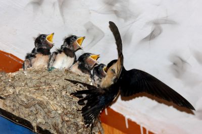 Swallow and family 
پیپی پلستان
Pipi Plestan
  پیپی پلستان کسانیں بالی مُرگ ءِ کہ گیشتر وتی وھد ءَ پہ بال گوازین ات ۔ بال ءِ درگت ءَ پاتو ءُ بالو گپت وارت۔ بلوچستان ءِ باز ھنداں ایشارا بابیل ہم گوش انت، چونایا بابیل عربی لبز ابابیل ءَ زورگ بوتگ ۔ اے مدام چہ انسان ءَ نزیک ءَ ترو گرد کنت۔ ہم اگاں موہ براسیت لوگانی توک ءَ کدو بند ات ءُ ھیک دنت۔  
ادا لوگے تہا پیپی پلستان ءَ چُک کتگ ۔ 
