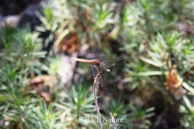 Dragon Fly
پرّک
Perrik
پرّک بلوچستان ء است بلے چُنت زات او چنت رنگ انت اے باز گرانیں گپ ء دگہ ملکاں پرّک او مُلاھُکانی زات او زُریات نام گشینتگ انت - بلے بلوچستان ء تنیگا چُشیں آسرات نیست کہ اے تک ء ھیال گور کنگ بہ بیت ۔ کسانیں زھگانی دلچسپی واستہ اگاں مارا گیشتر پرّک او مُلاھُک دست بہ کپیت گڈا ما نام ء ہم پر کنیں ۔ پرّک ء سرا دو گپ یا دو بتل است چوش کہ؛
مدگ ء نشانی پرّک انت ۔ 
بگر ڈے پرّکا ۔ ۔ ۔ ۔ ۔ ۔ ۔ ۔
