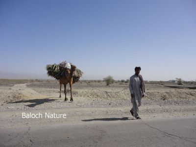 Balochistan Transport
بار ءِ پیش
Bar e pish
دگنیا  ءَ مرچاں ھیوان ءِ سرا بار ءِ لڈڈگ  جُرم ءَ کئیت انت ، بلے بلوچستان ہنچیں جاہ ءِ کہ بلوچ ءِ جندے کُشگ سواب جوڈ بوتگ۔ اے اکس ءِ  ساربان ءَ بار ءِ پیش ھُشتر ءَ لڈڈ اتگ ءُ دیم پہ وتی منزل ءَ رہادگ انت ۔  

