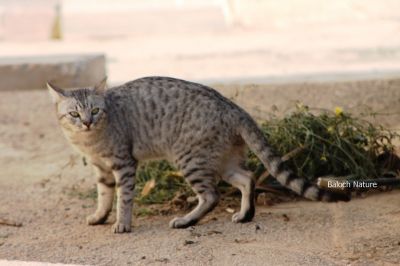 Cat
Gorbag
گُربگ
گُربگ نریں پیشی انت - پیشی یا پیشّو گیشتر مقامی داشتگیں رسترے بلے وھشی بزاں جنگلی پیشّی است - ۔
