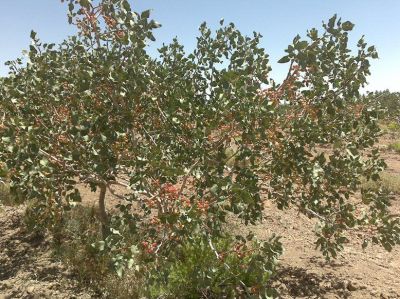 Pistachio
پستہ
Pista
پستہ یک باز کوھنیں درچک ءِ ۔ اے گیشتر ماں ایشیا است انت ۔ اے درچک کسان انت ۔ دانگ پر کنت ہمے دانگ ءَ پہ ھشکیں نیبگ کارمرز کن انت ۔ پستہ نز ءِ ہپت ھزار پیش جہ مسیح کارمرز بوتگ ۔ اے بلوچستان ءَ ہم است انت ۔ 
