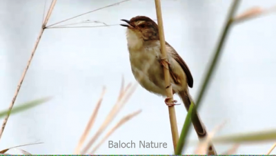 Graceful Prinia
Pittik
پٹّیک
پٹّیک بلوچستان ء کستریں مُرگ انت - اے گیشتر بُرزیں کاہ چوش کہ ماسولک کسانیں درچک بزاں سول او گونڈیں مچّانی گرگ ء کدو بندیت آبادیں سالاں سے تاپنچ ہیک دنت - اشیے آوا باز وش انت چہ جندا دُمبلی دراج تر انت گونڈیں بانزُل انت - ۔
بلوچیا یک مسال استیں کہ پٹّیکا دشتاری مچّا پیگام دیم دات کہ وتی گرگ ء پچ کن کہ من کاہاں ننداں - دشتاریا وتی گرگ پشّان کہ بلکن ٹوہیں مُرگ ء کئیت - پدا مالوم بوت کہ پٹّیک اتکگ دشتریے  کُنٹگ ء سرا نشتگ - دشتاری مالوم نہ بوتگ -۔
پہ پٹٹک ءَ بتل ءِ  ہم است انت۔
'' پٹّک پٹکے بات ۔ نامردے دپارے بات '' 
