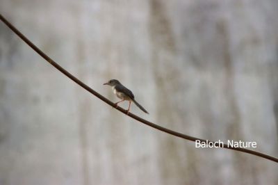Graceful Prinia
پٹیک
Pittik
پٹّیک بلوچستان ء کستریں مُرگ انت - اے گیشتر بُرزیں کاہ چوش کہ ماسولک کسانیں درچک بزاں سول او گونڈیں مچّانی گرگ ء کدو بندیت آبادیں سالاں سے تاپنچ ہیک دنت - اشیے آوا باز وش انت چہ جندا دُمبلی دراج تر انت گونڈیں بانزُل انت - ۔
بلوچیا یک مسال استیں کہ پٹّیکا دشتاری مچّا پیگام دیم دات کہ وتی گرگ ء پچ کن کہ من کاہاں ننداں - دشتاریا وتی گرگ پشّان کہ بلکن ٹوہیں مُرگ ء کئیت - پدا مالوم بوت کہ پٹّیک اتکگ دشتریے کُنٹگ ء سرا نشتگ - دشتاری مالوم نہ بوتگ -۔
پہ پٹٹک ءَ بتل ءِ  ہم است انت۔
'' پٹّک پٹکے بات ۔ نامردے دپارے بات '' 
