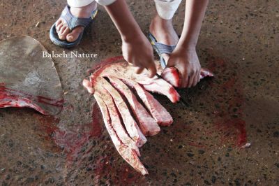 Sting Rays
پٹٹن ءِ گوش
Pittin e gosh
پٹٹن ءَ اگاں ما دریا ئے بالی مُرگ بُگوشیں ، ما رد نہ بیں ۔ چیا کہ پٹٹن آپ ءِ تہا چو مُرگ ءِ وڈا بال  انت ، پٹٹن گوشاں چہ پٹٹن ءِ جتا کن انت ۔ ایشاں تل کن انت واد پر کن انت ءُ ھُشک کن انت پدا بُنسوچ کن انت تیاریں نارُشت کن انت ۔ پٹٹن ءِ ناروشت اگاں شر بہگرادے گڈا باز تام دار بیت ۔


