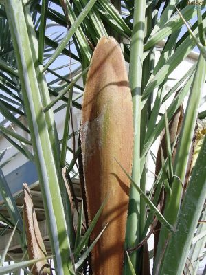 DATE PALM, Male Lateral Bud
Podam
 پُُودام
اے گنش ء رستگیں پُودام انت - رستگیں گنش ء سرّ بوّگا پیسر کارمرز کن انت - مچّ ء تاں گُنش مکنے گُڈا مچّ پینگ بیت - پینگیں مچّ ناہ پر نہ کن انت و مچّانی گُنش کنگ الّمی انت - مچّانی گُنش کنگے کساس است - مسال کُنگوا ہوش ء یک ٹال ء گنش مان کن انت - بلے الینی ء شش تا نوہ بند مان کن انت - یک بندیے سے ٹال گنش انت
