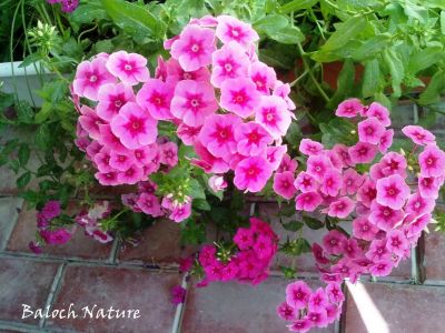 phlox
پُل
Poll
