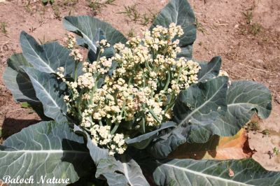 Cauliflower
پُل گوبی
Poll Gobi
پُل گوبی  یک سبزی ات کہ مرچی باندا بلوچستان ءِ ھند ءُ دمگاں کشت کشار کن انت ۔ بلوچ ہم مرچاں پُلگوبی ءِ نارُشت جوڑ کن انت ۔ 
