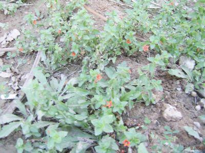 Anagallis Arvensis
Pollako
پُلّکو
اے کسانیں وت رودیں کاہے کہہ بہارگاہ ء وھدا ما کشارانی تہا رودیت  - اے سُہرین و سبزیں کسانیں ڈولداریں پُل پر کنت

