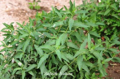 Mentha spicata
پُرچینک
Porchink
پُرچینک یک کسانیں کاہ ءِ بلوچستان ءَ گیشتر کوہستگ ءَ کشاورز کتگ۔ اے پہ دوا کارمرز کنگ بیت ۔ بلے بلوچستان پُرچینک گیشتر ھُشک کتگ بورینتگ ءُ ناہ ءَ مان کتگ انت ۔ مرچاں اشیا گیشتر سیاہ چاہ ءَ مان کن انت۔ اے چو پودینہ وڑین ات بلے اشیے تاک چرایا دراج تر انت ءُ تام ہم چہ پودینہ ءَ تامدار تر انت ۔
