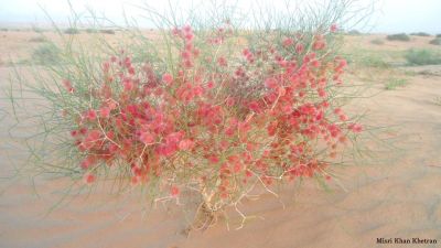 COLLIGONUM POLYGONOLDES
پُٹہ
Potta
پُٹہ یک نرمین بے کنٹگیں گُنبُدیں درچکے - کہ ماں ریکپادیں ھند و دماگاں رودیت - پُٹہ سْہریں ڈولداریں گردیں پُل پر کنت - بلے مرچاں میتگانی گیشتر آبادی سوب ء پُٹہے داراں سوچگے واستا کارمرز کن انت چمیشکا پُٹہ کم کم ء گار و بیگواہ بوّان انت
اکس ءِ منت واجہ مسری خان کیھتران
