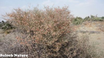 COLLIGONUM POLYGONOLDES
پُٹہ
Potta
پُٹہ یک نرمین بے کنٹگیں گُنبُدیں درچکے - کہ ماں ریکپادیں ھند و دماگاں رودیت - پُٹہ سْہریں ڈولداریں گردیں پُل پر کنت - بلے مرچاں میتگانی گیشتر آبادی سوب ء پُٹہے داراں سوچگے واستا کارمرز کن انت چمیشکا پُٹہ کم کم ء گار و بیگواہ بوّان انت
