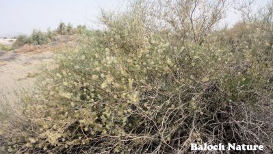 COLLIGONUM POLYGONOLDES
پُٹہ
Potta
پُٹہ یک نرمین بے کنٹگیں گُنبُدیں درچکے - کہ ماں ریکپادیں ھند و دماگاں رودیت - پُٹہ سْہریں ڈولداریں گردیں پُل پر کنت - بلے مرچاں میتگانی گیشتر آبادی سوب ء پُٹہے داراں سوچگے واستا کارمرز کن انت چمیشکا پُٹہ کم کم ء گار و بیگواہ بوّان انت
