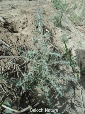 Salsola vermiculata
پُژو
Pozhzho
اے کسنیں بوٹگے - وھدے کسان بیت گڈا اشیے کاھُک جوڑ کن انت - کسان بیت دلوت ہم چرانت بلے مزن او پیر بیت ایوکا اُشتر ع چریت -۔

