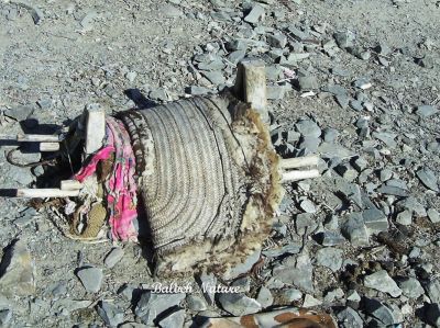 رھت
Raht
اے رھت انت ۔ رھت چہ دار ءَ جوڑ کنگ بیت ۔ دو کتب تراش انت، ایشان ڈندی مان کن انت ۔ پدا ھُشترے کوھنڈگ ءِ سرا ہیر کن انت یک ساد ءِ ھُشترے لاپ ءِ چیرا گوازین انت ءُ رھت ءِ ڈنڈیان بندانت تنکہ رھت مہ کپیت۔۔ اے ساد ءَ تنگ کش گوش انت ۔ پدا ھشتر ءِ لٹک ءِ چیرا گوازین انت ۔ اے سادءَ پاردوم گوش انت۔ رھت پہ ھُشترا کارمرز کن انت کہ ھشرا بار لڈڈنت۔ 
  

