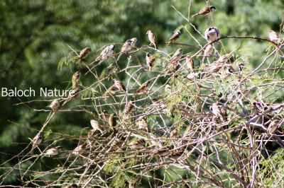 A Bunch of House Sparow
Ram e Jengol
رم ء جنگل
جنگُلاں اگاں نندگے واستہ دارگرّیں درچکے براسیت گڈا دگہ جنگُلاں چہ لوٹ ات ۔ اے درچکے سرا سد دانگ مُرگا چہ گیش نیشتگ او اے اکسے توکا پنجاہ ء کساس جنگُل گندگ بنت ۔ 
