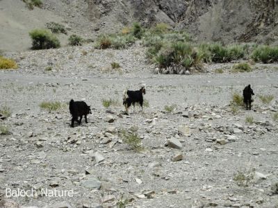 Goat
سیاہ پس
Seyah pass
بلوچستان ءِ کوہ ءُ اگار ہم بلوچانی کہچر انت ۔ ادا سیاہ پس یلہ انت ءُ کاہ چرگ ءَ انت۔ 
