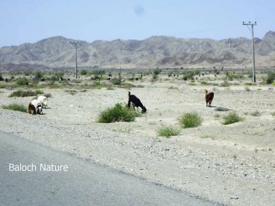 A landscape Kech
Rammg e Nadarag
رمگ ء ندارگ
بلوچستان یک زمانگ ء پس ، گوک اُشتر او دگہ دلوتانی جاگہ بوتگ بلے مرچاں بلوچ اے تکا انچو جُہد نہ کن انت - چمیشا دلوت کہ بلوچستان ء پجّار بوتگ نوں کم کمّا بیگواہ بوّان انت - بلے تنیگا بلوچستان بے دلوت نہ انت - اے رمگ تربت ء چہ میران ڈیم روگابے تئی راستی نیمگ گوں ایمنی چرگا انت -۔
