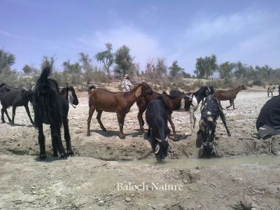Goat
بُزگل آپ کنگا انت
Bozgal aap kanag ant
