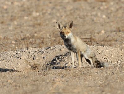 Fox
روباہ
Robah
روباہ کسانیں رستر ءِ کہ بلوچستان ءِ گریشگ ءُ کُچگاں ءُ کوہاں بود باش کنت ۔ اے آ دگہ رستراں کستر انت گیشیں تاوان دات نہ کنت ، بلے کککڑانی ازلی دژمن انت ، کککڑانی واھُنداں پہ الکاپی ءَ واب ءَ نیلیت، روباہ ءَ مُلا روبو ہم گوش انت ۔ 


