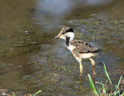 Red wattled lapwing chick
ٹی ٹی ءِ پڈ
Titi E padd
ٹی ٹی بلوچستان ءِ کور و زیدانی زیمُر بگوشیت رد نہ انت چیا کہ ٹی ٹی وھدے الہان کنت تانسریں جاہاں سرا زوریت ءُ ہر کسی دلگوش ءَ وتی نیمگ ءَ گور کنائین ات ، ٹی ٹی بلوچستان جہمنندیں بالی مُرگاں چہ یک ءِ اے ترا مدام بلوچستان ءِ جنگلاں تیاب دپاں ہم دست کپیت ۔ بلے اے ٹی ٹی ءِ کسانیں پڈ انت ۔

