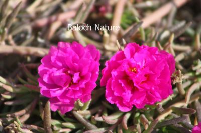 Rose Moss
Regitto
رگیتو

رگیتو کسانیں پُل ء کہ گیشتر باگ و بونستاناں کیشنت ء - چونایا بلوچستان ء پُل نہ انت بلے مرچی باندا بلوچستان ء ہم رگیتوا کش انت - رگیتوے باز رنگ انت او باز ڈولداریں پُل پر کنت -۔

