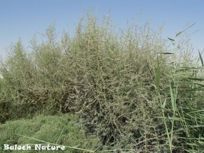Suaeda vermiculata


رگت یا سُورگ
Regit ya Sorag
اے کسانیں درچک ء کہ گیشتر سُورگیں جاہاں رودیت - سورگ ہما جاہ انت کہ ہُودا کشار نہ بیت - بلے مالوم بیت پہ چاگرد یا ماحول ء واستا باز جوان انت - رگت ء کسانیں نلکّیں تاک پر کنت کہ چہ چۃ سُوریں آپ ء پُر انت - اُشتر رگت ء پہ شوق چریت

