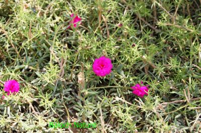 Rose Moss
Regitto
رگیتّو
رگیتو کسانیں پُل ء کہ گیشتر باگ و بونستاناں کیشنت ء - چونایا بلوچستان ء پُل نہ انت بلے مرچی باندا بلوچستان ء ہم رگیتوا کش انت - رگیتوے باز رنگ انت او باز ڈولداریں پُل پر کنت -۔
