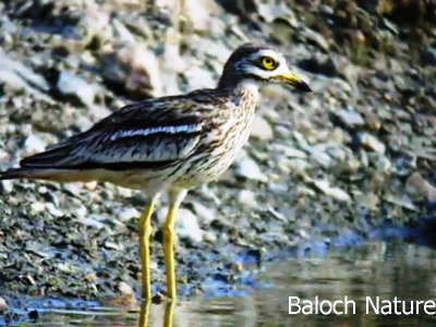 Stone Curlew
Reyout 
ریوٹ 
ریوٹ بلوچستان ء جہمنندیں مُرگے نہ انت - اے چو چرزے وڈا اردوکانی بلوچستان ء پناہ زوریت - اے گیشتر شپ ء ریکانی او پُلکانی سرا تر ایت کڈوک میزوک کٹگ دگہ لولوک گپت وارت اے اکتوبر بگر تاں پروری ء گڈ سرا بلوچستاں ھندو دمگاں ترّوتاب کنت بلے مارچ ء گار بیت -۔
