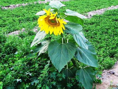 Sun flower
روچ گوُارچُک
یا
روچ گردان
روچ گوارچُک یا روچ گردان بلوچستان ء جنگلا ْقدرتی رودیت اے چُونایا پُل ء شُمار کنگ بیت -  بلوُچستان ء تنیگا الکاپی ء سرا نیادی نیست - بلے سندھ اّو پنجاپ ء روچگوارچُک الکاپی ء سرا کشار کنگا انت - مرچاں اشیے تُوم دانگاں پہ ناروشتی روگن جُوڑ کن انت - 
