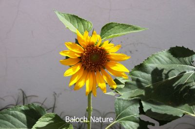 Sunflower 
روچ گوارچُک 
Roch Gwarchok
روچ گوارچُک یا روچ گردان بلوچستان ء جنگلا ْقدرتی رودیت اے چُونایا پُل ء شُمار کنگ بیت - بلوُچستان ء تنیگا الکاپی ء سرا نیادی نیست - بلے سندھ اّو پنجاپ ء روچگوارچُک الکاپی ء سرا کشار کنگا انت - مرچاں اشیے تُوم دانگاں پہ ناروشتی روگن جُوڑ کن انت -
