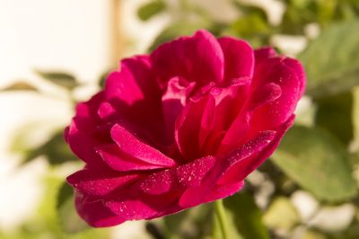 Rose
گلاب
Golab
گلاب کسانیں بوٹگ ءِ کہ اشیے صد زات انت ہمک ءِ وتی کردار ءِ است ، چونایا گلاب کسانیں کنٹگی درچک ءِ کہ نرم ءُ نازُرکیں پُل پر کنت ءُ وتی پُلانی وش بوہی ءَ باز نام دار انت ، گلاب ءِ توک ءَ انچیں زات است کہ ہپت میٹر ءَ دراج بنت بزاں چو ول ءِ وڑا سر کپ انت ۔ بلے گلاب ءِ اے وڑیں زات است چو پٹکیں سول ءِ وڑا بُج بیت ۔ ہمے وڑا ایشانی پُلانی تب وڑ ءُ پیماں ہم باز پرک است ، درستیں گلاب وشیں بوہ ہم نا کن انت، بلے گیشتر وشیں بوہ کن انت ۔ گلاب ءِ پُل ءِ ہمے وڑا بوہ وش انت ہمے وڑا آئیے رنگ دروشم ہم ڈولدار انت ۔

