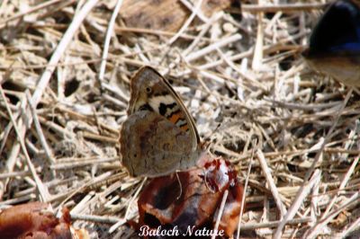 Butterfly Blue Pansi
مُلاھوک
Mollahok
سبزیں آزمانی مُلّاہُک یا پاتو بلوچستان دست کپیت اے گیشتر کشارانی تہا گردیت اے باز ڈولدار انت اشیے بانزُل سیاہ او آزمانی رنگانی نقش انت - چمیشکا اے مُلاھُکا یا پاتو ا سبزیں آزمانی ملاھُک گوش انت -۔
